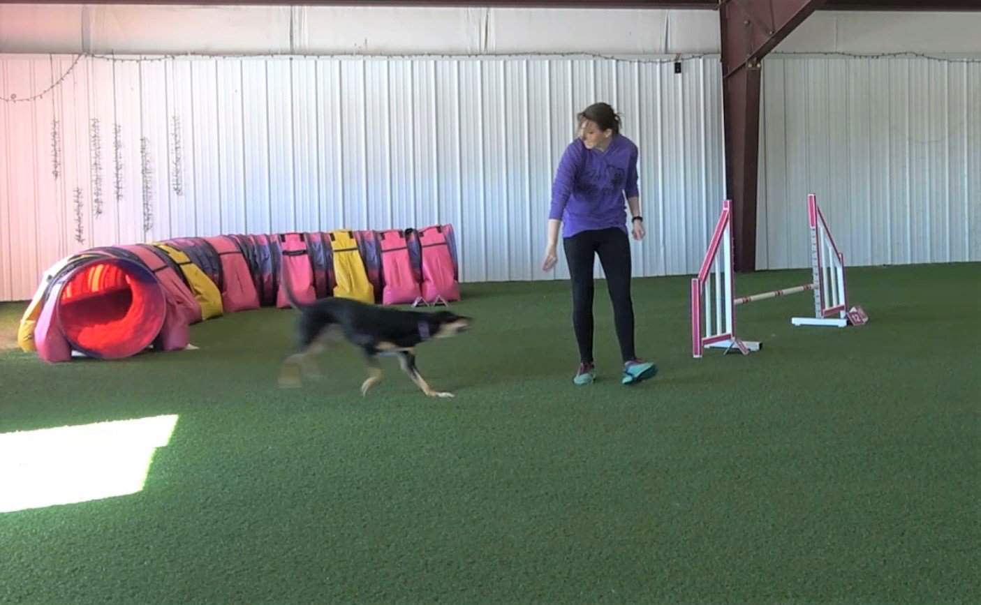 Dog running out of an agility tunnel during traiing