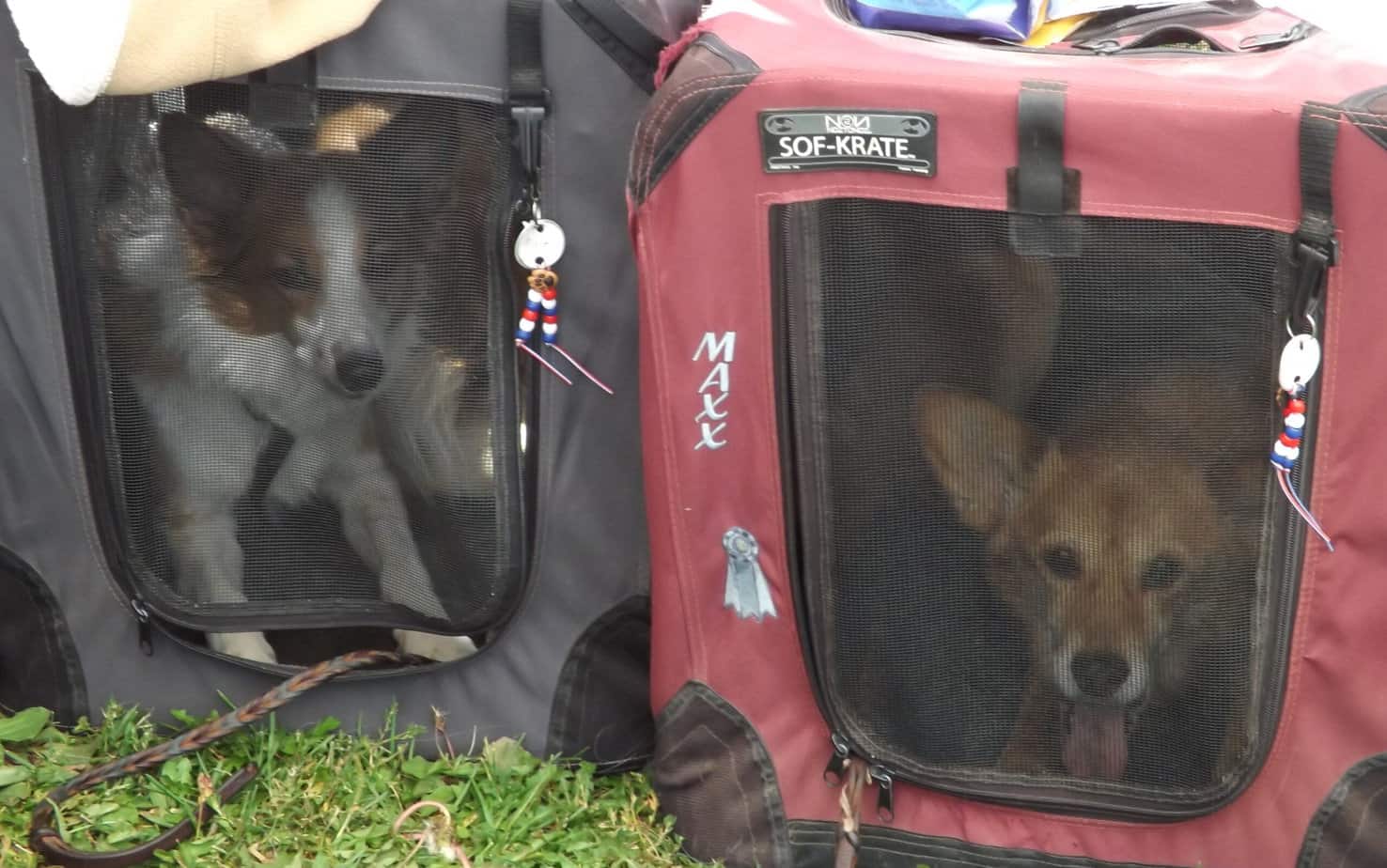 Two agility dogs in crates