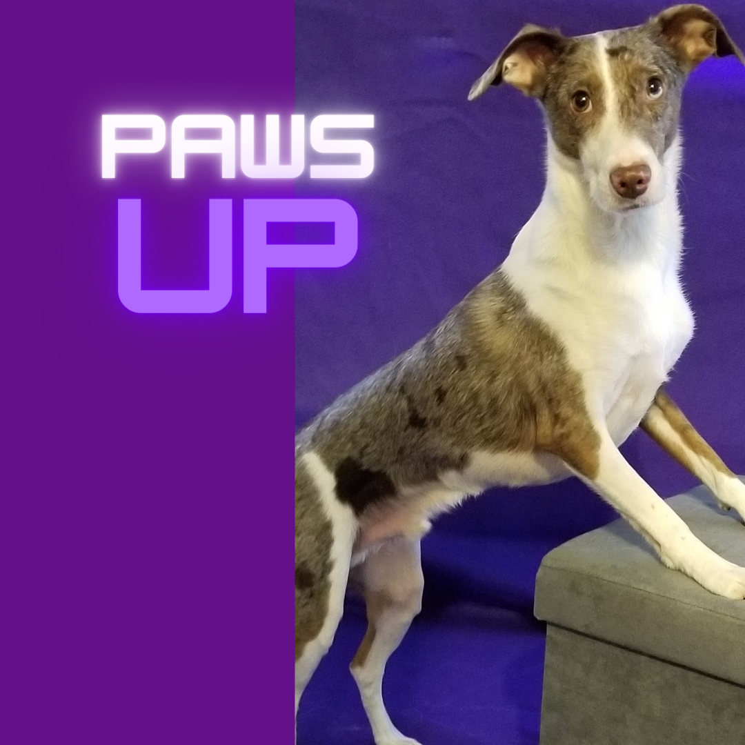 Dog with paws up on stool