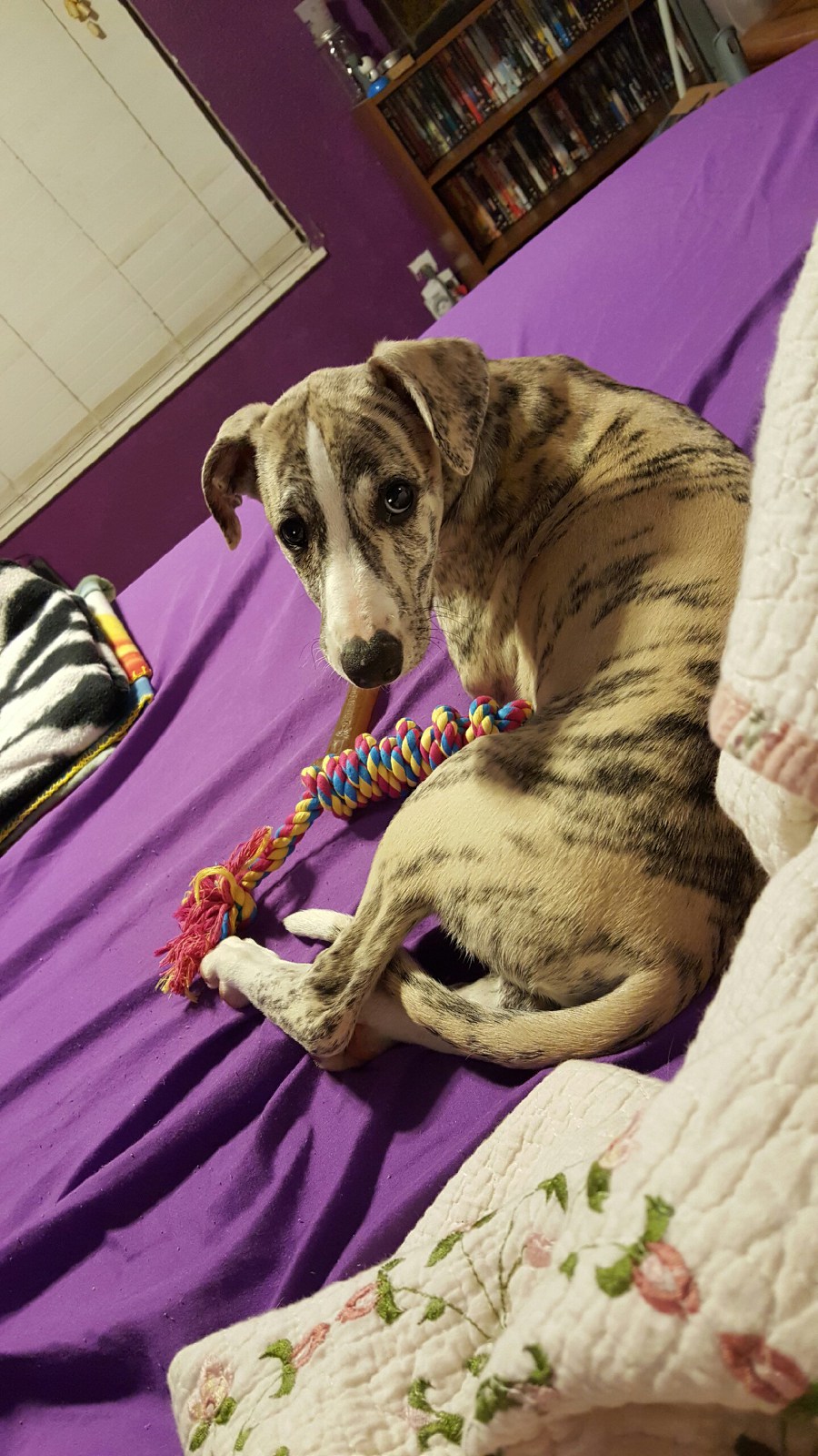 Whippet puppy Rainer on the bed