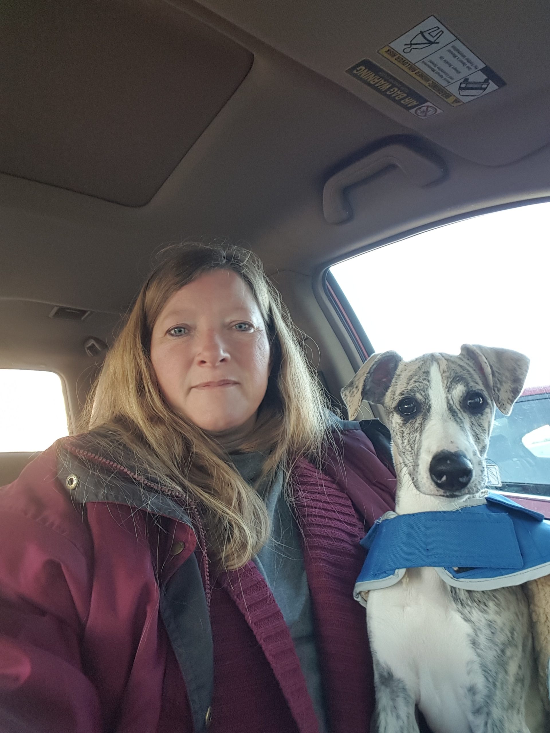 Whippet puppy and owner sitting in a car