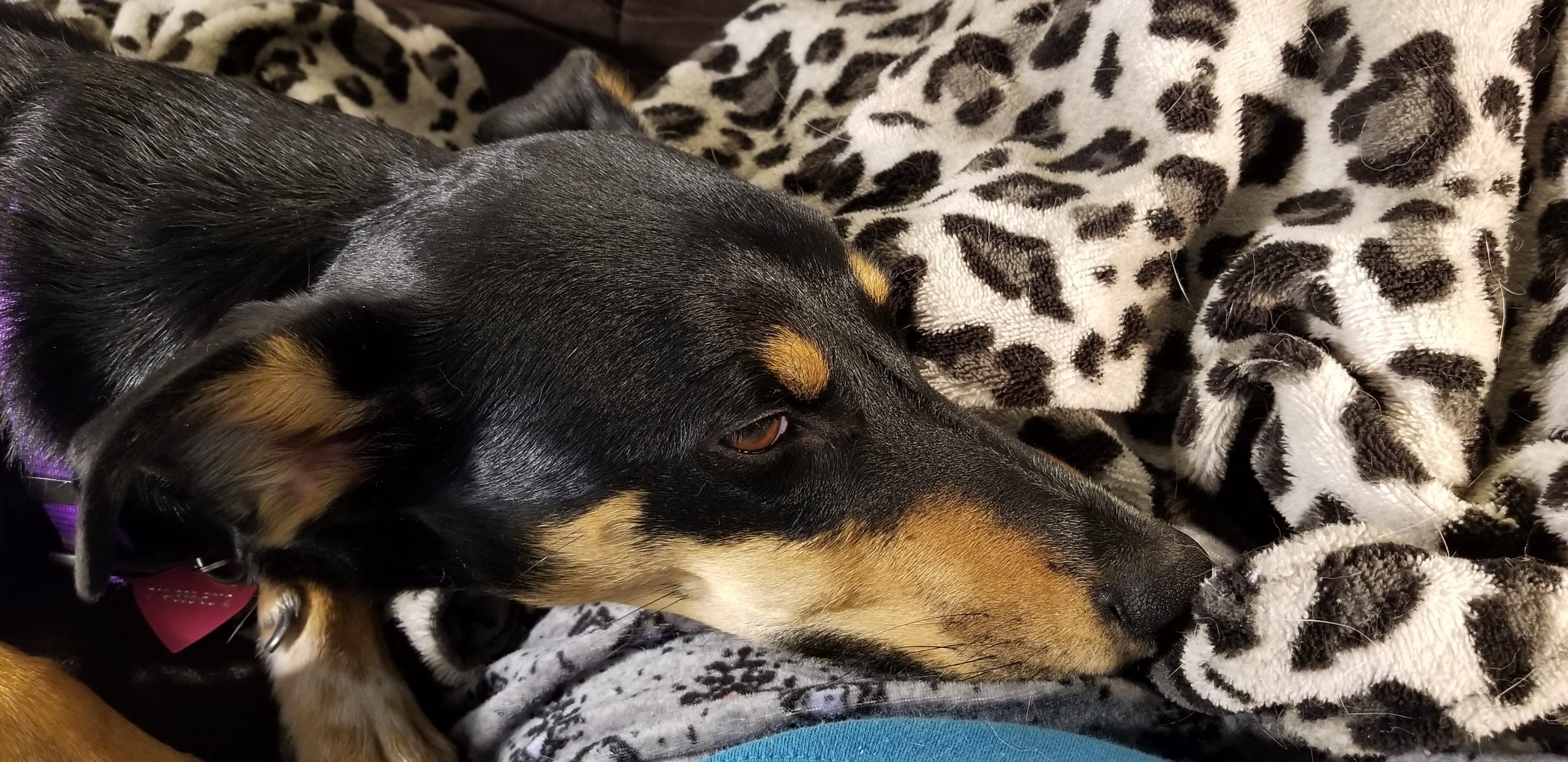 Dog sleeping on a bed