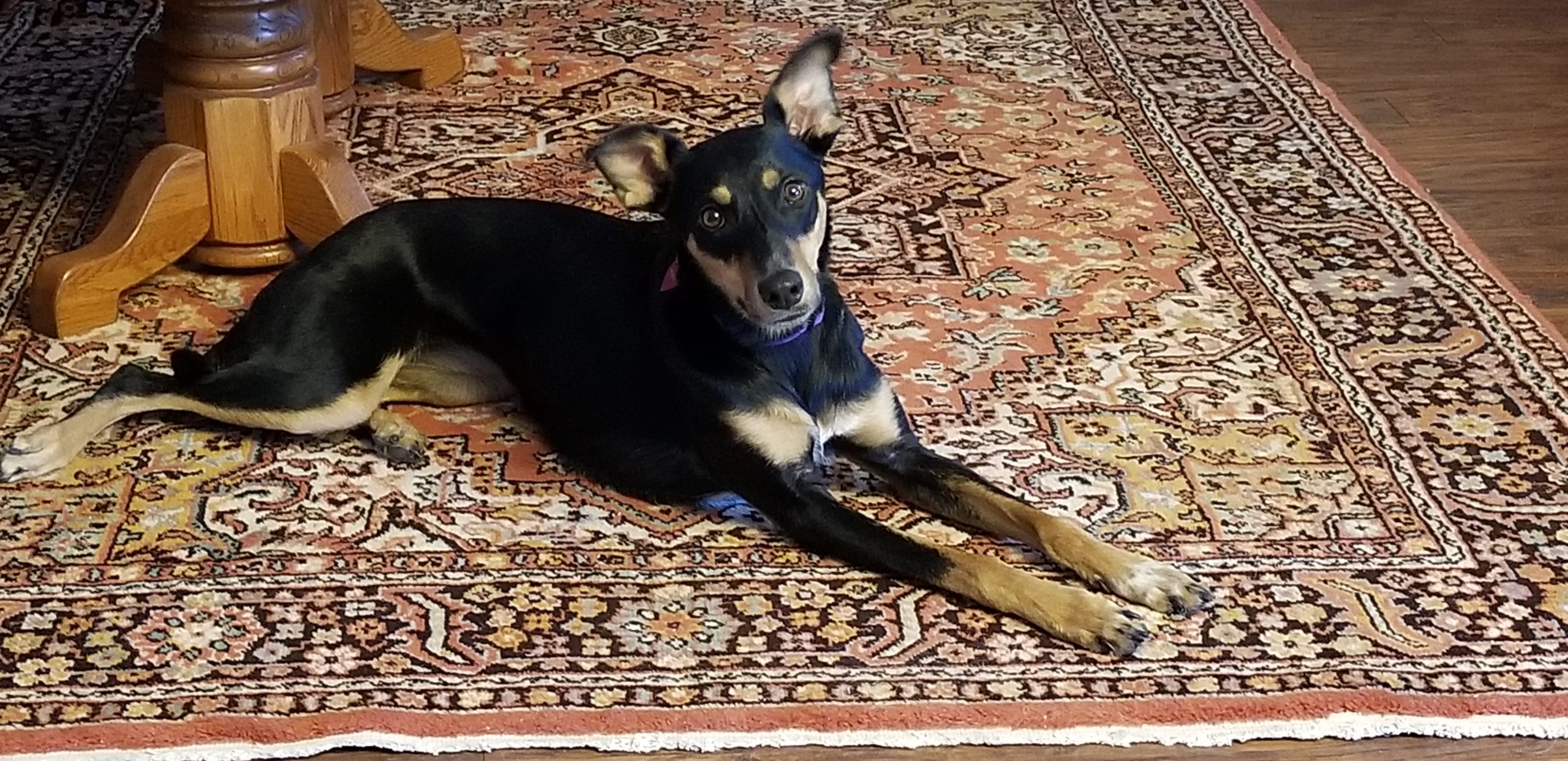 Dog lying on the carpet