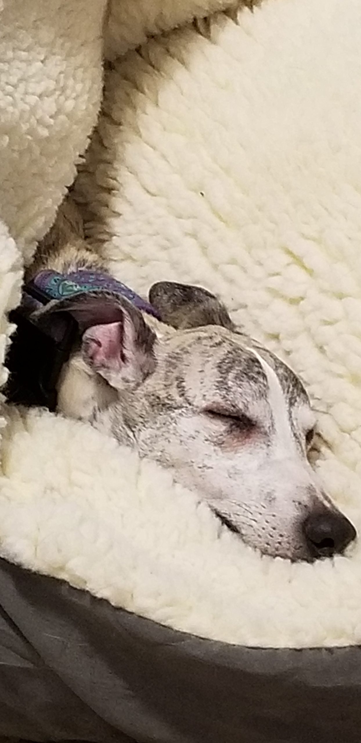 Whippet sleeping in a dog bed