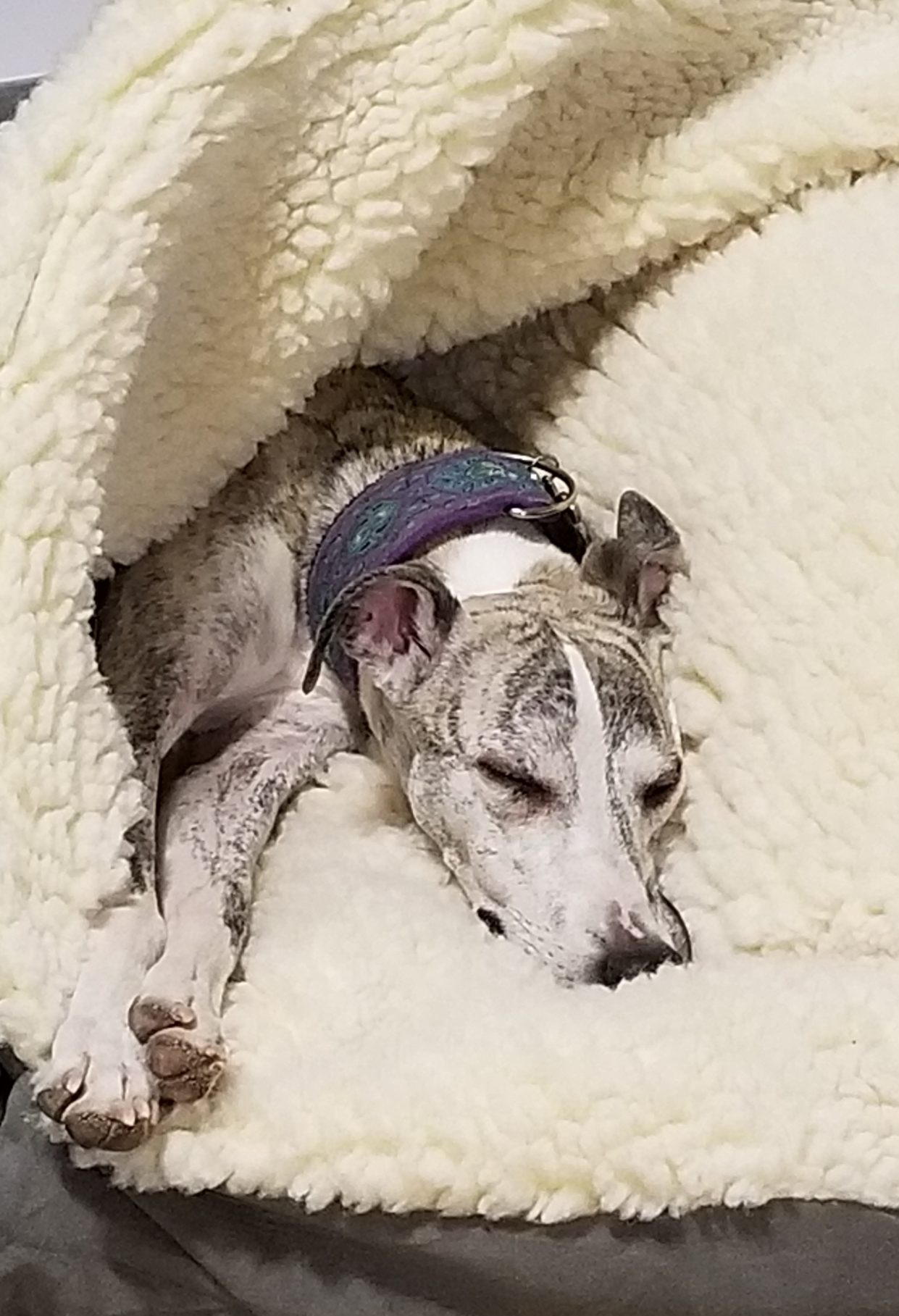 Dog sleeping in a bed