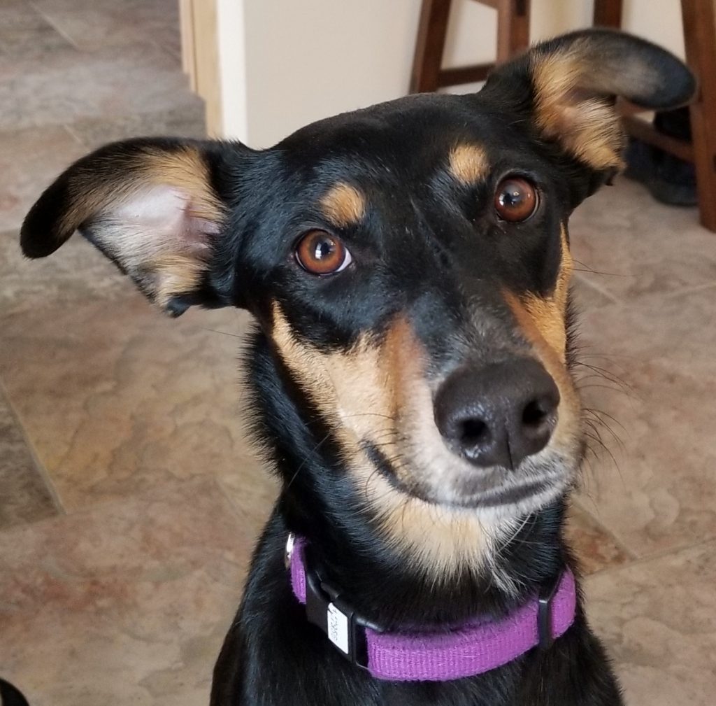 Portrait of Onyx the trick and agility dog