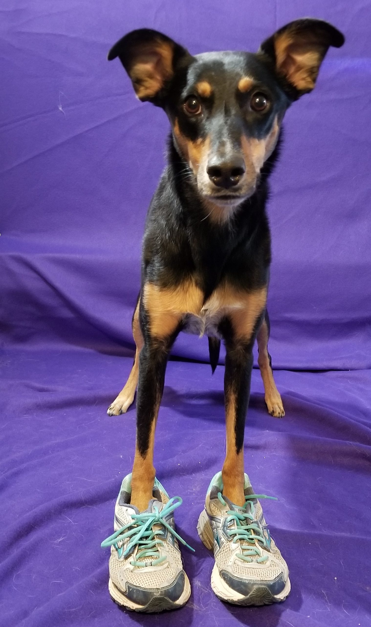 Dog with shoes on front feet