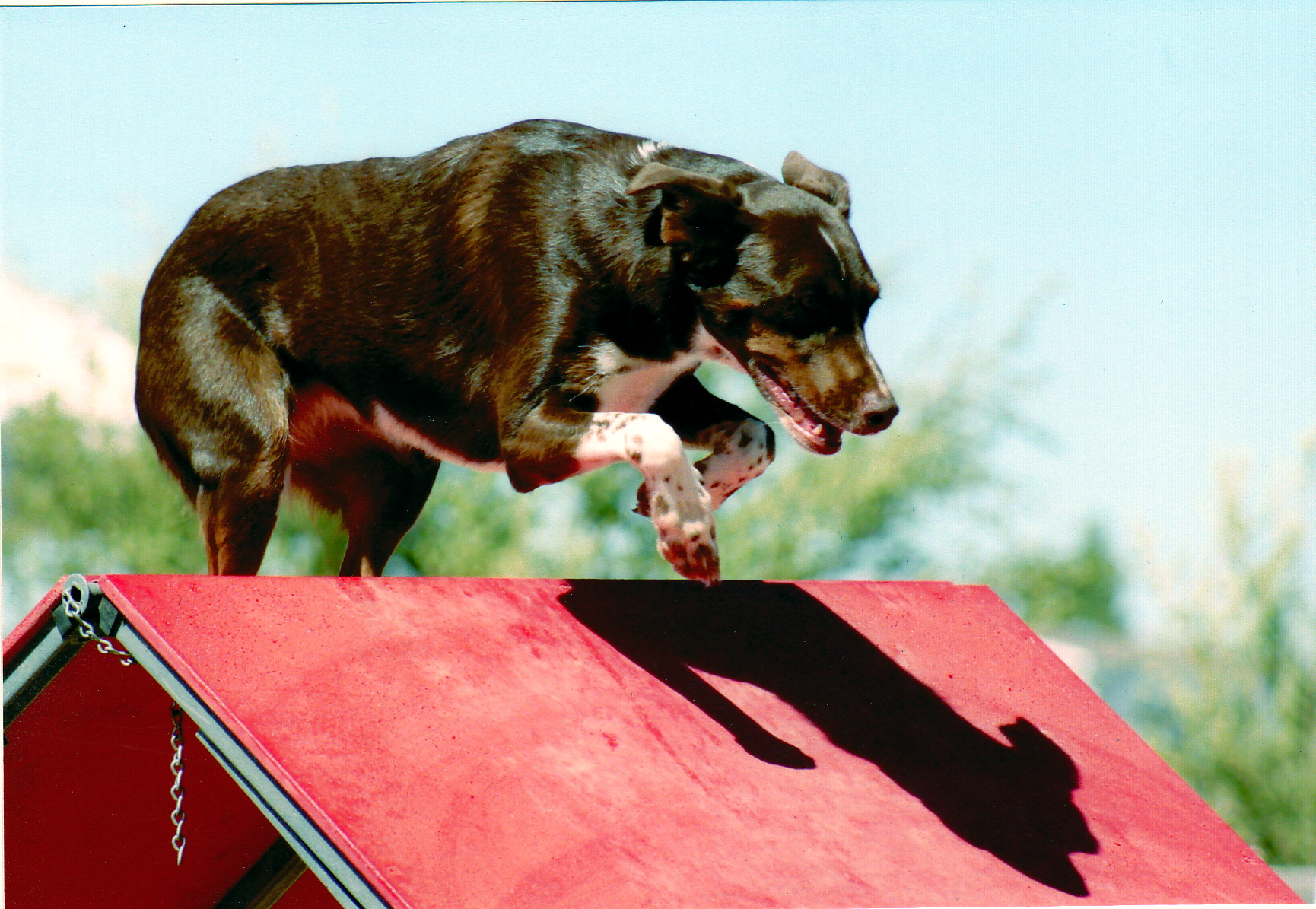 Agility dog at the top of the A-Frame