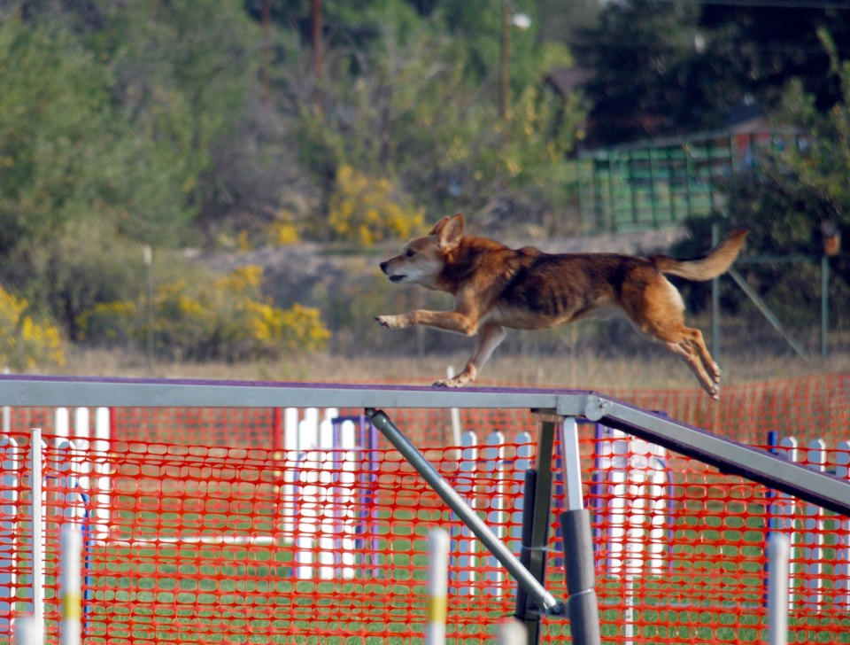 Agility dog navigating the dog walk