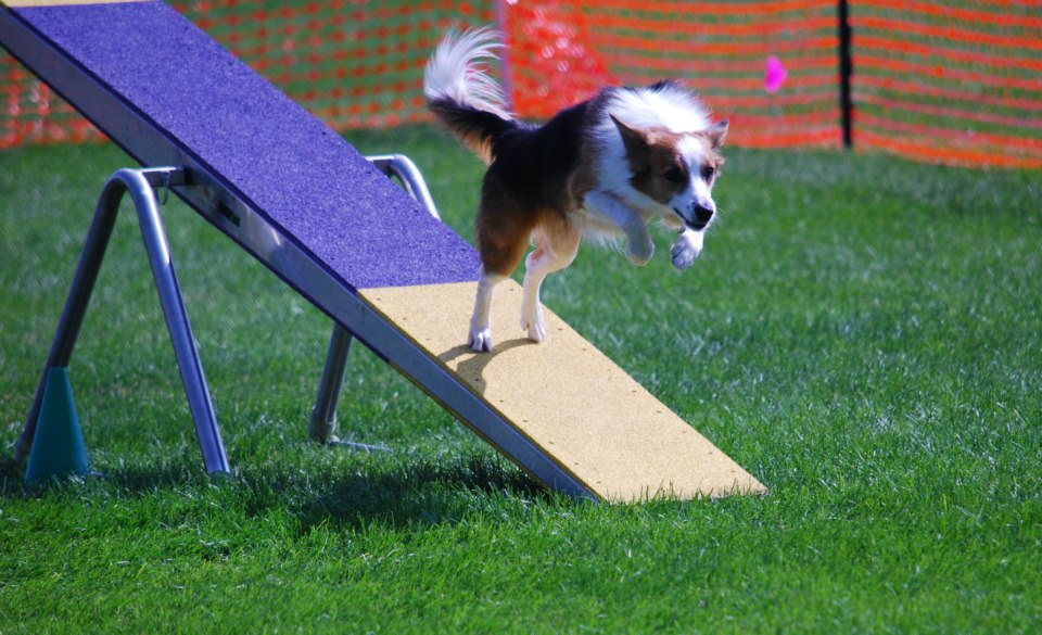 Dog exiting the teeter