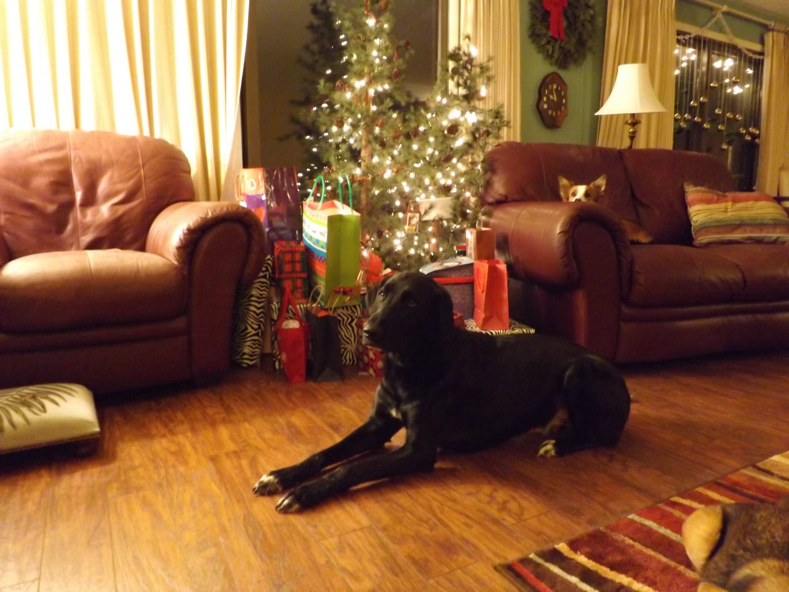 Dog lying in front of the Christmas tree