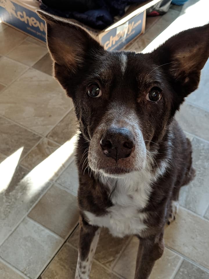 Agility dog sitting