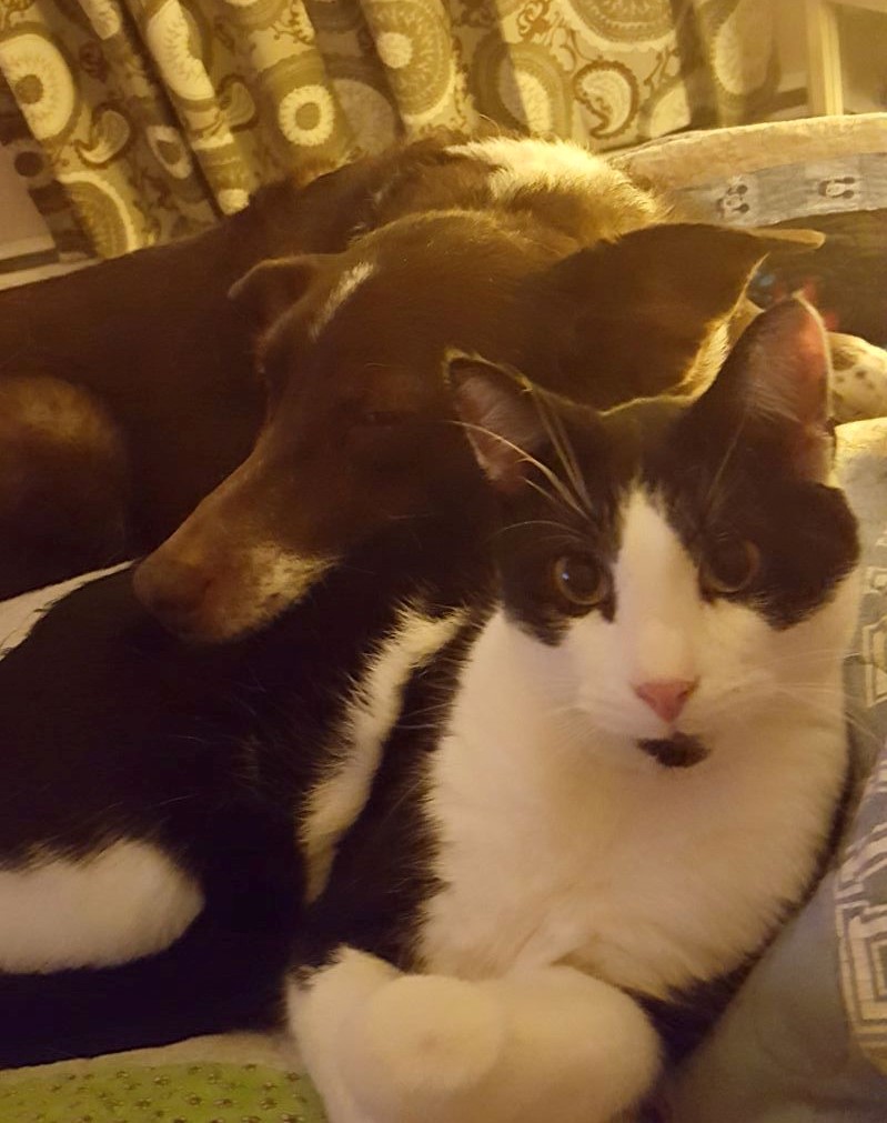 Dog and cat cuddling together