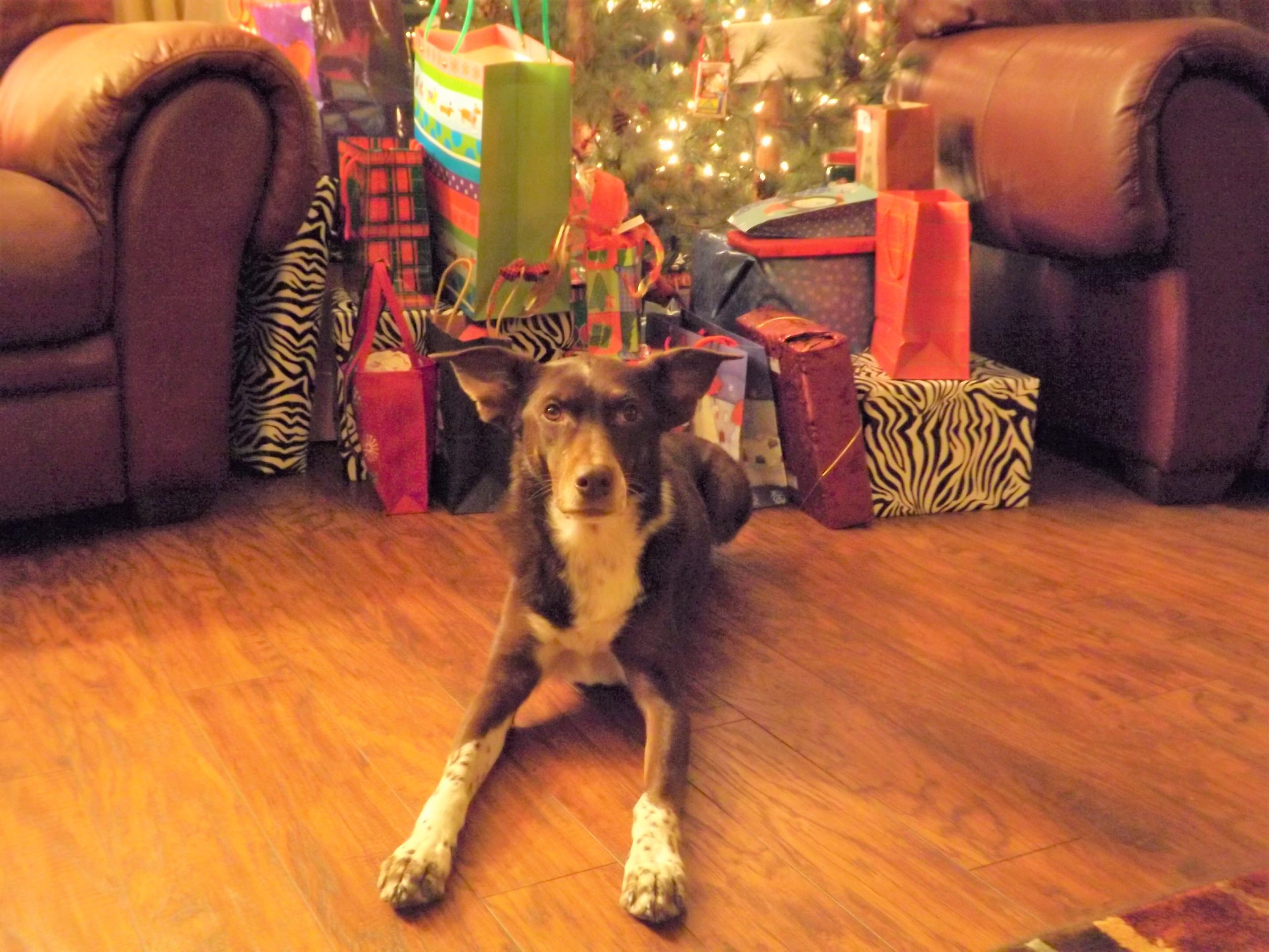 Agility dog lying in front of a Christmas Tree