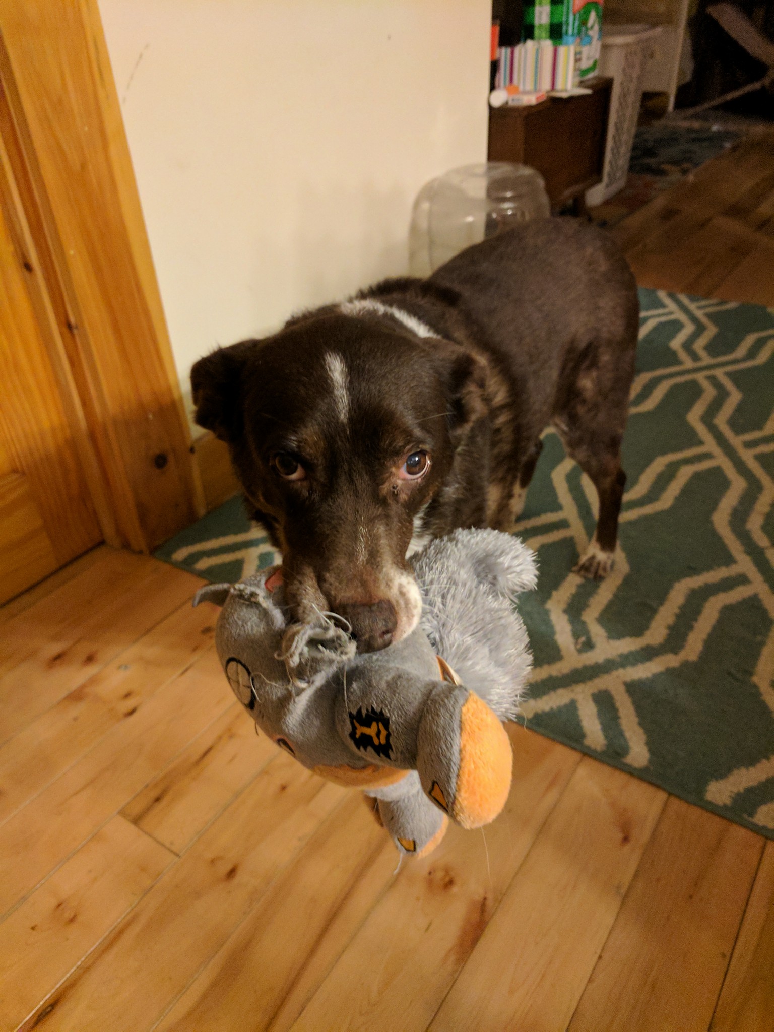 Dog carrying a stuffed toy