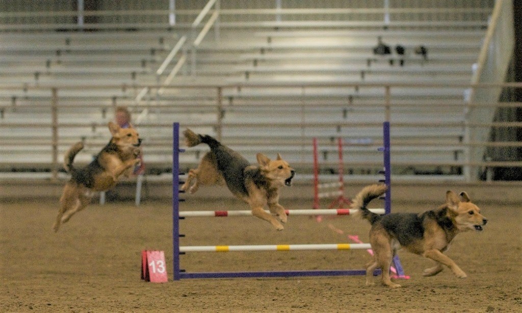 Agility dog compilation of jumps