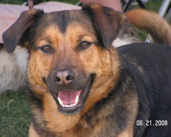 Happy agility dog looking at the camera