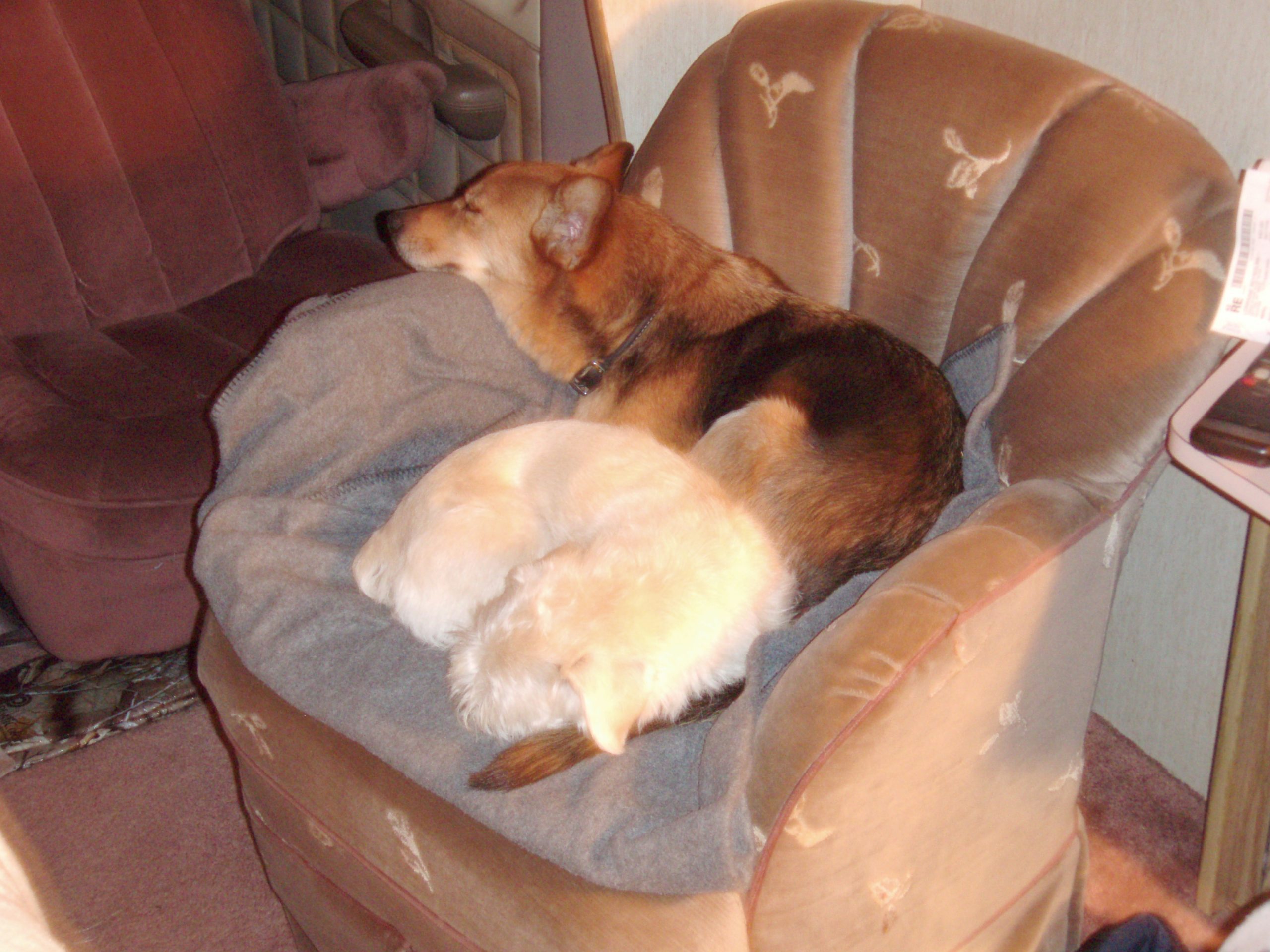 Two dogs sharing a chair