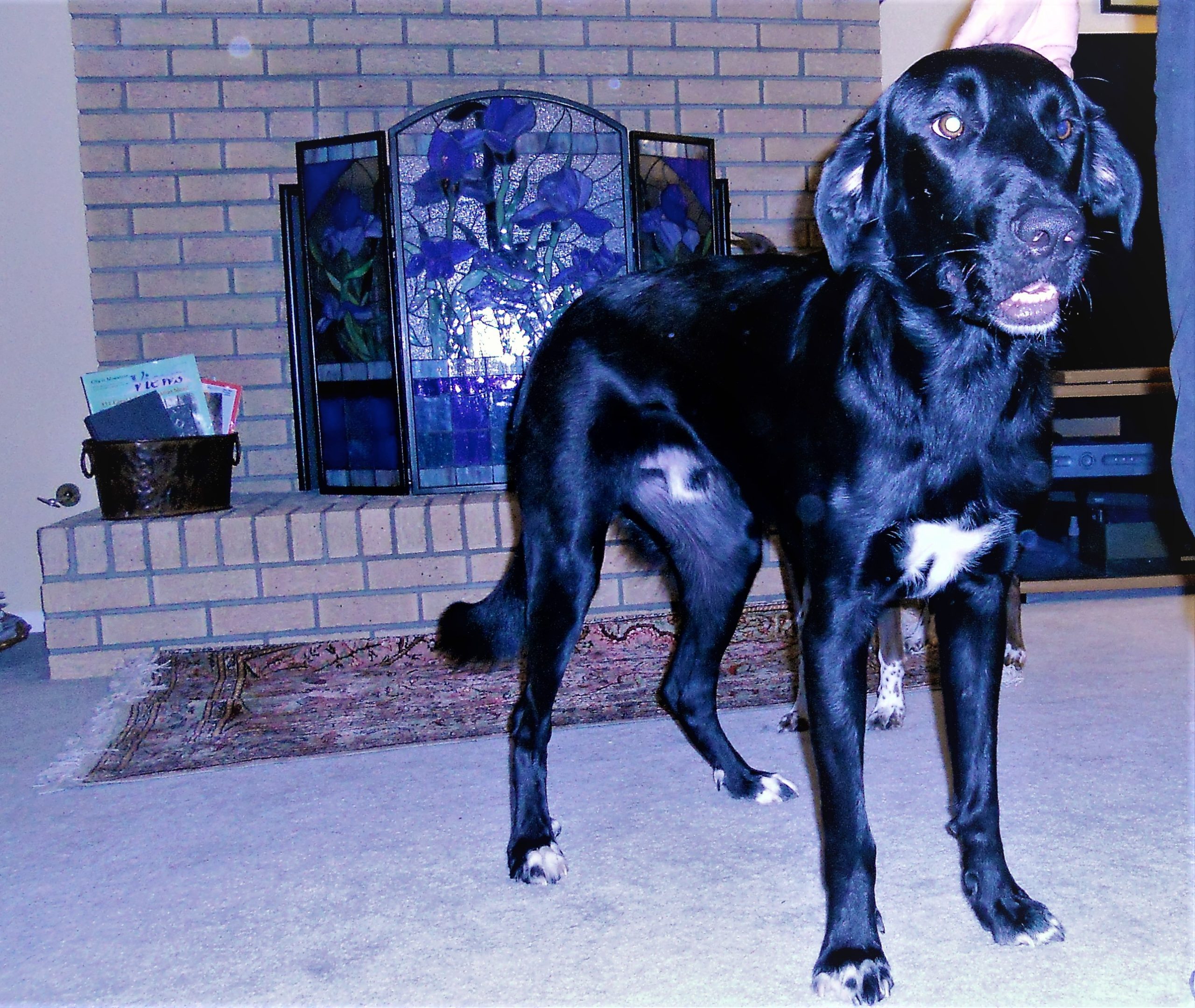 Dog standing for his picture