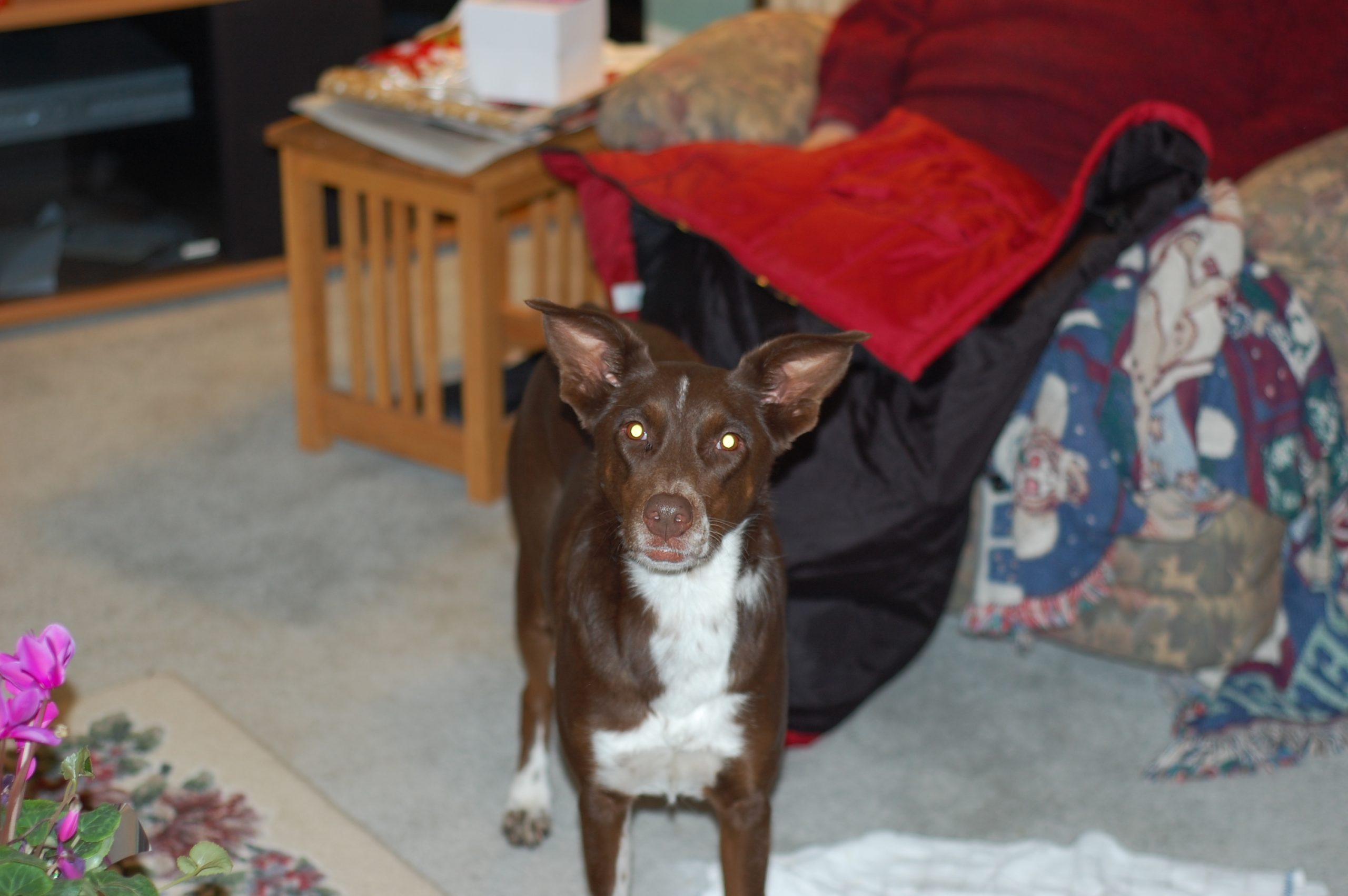 Agility dog standing looking at the camera