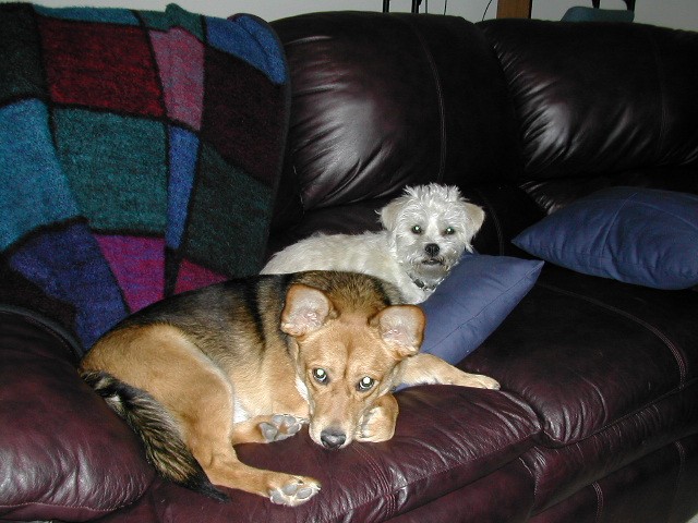 Two dogs relaxing on the couch