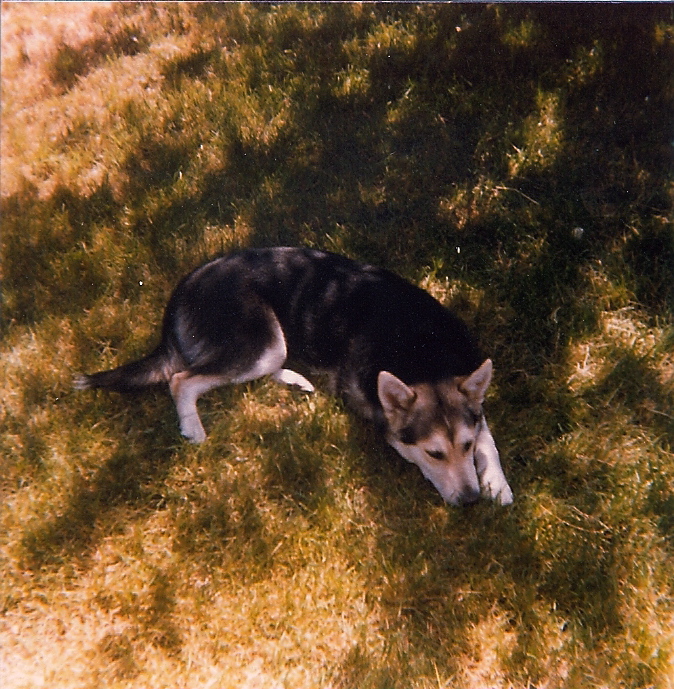 Dog lying in the grass