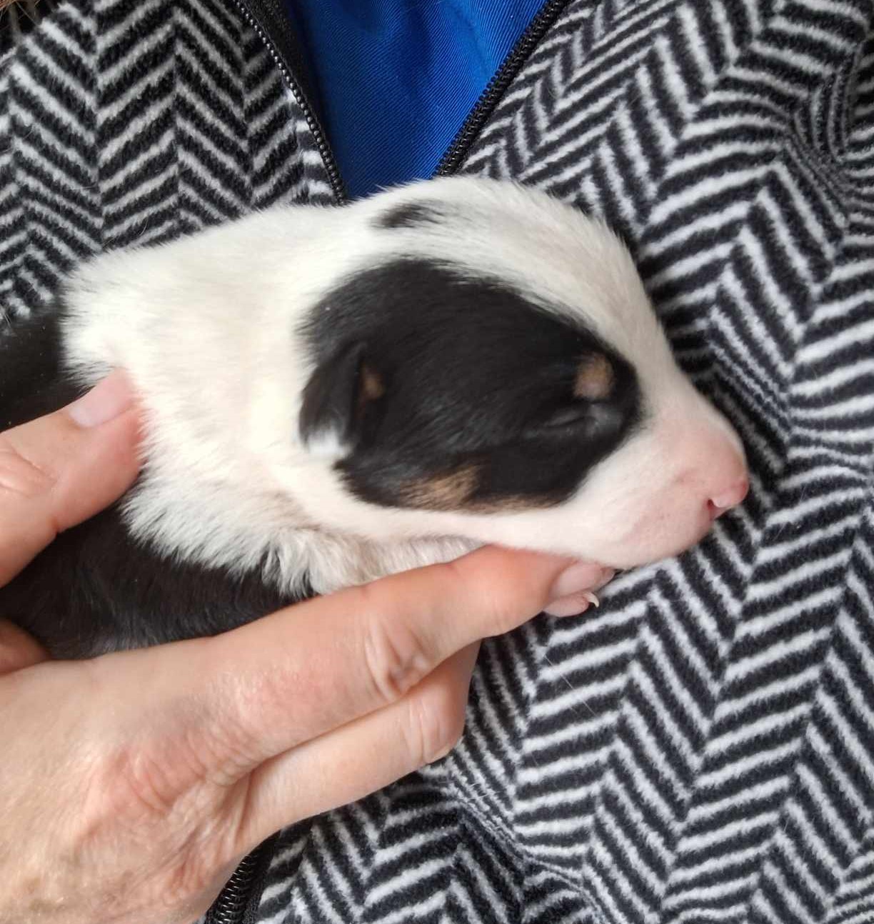 One week old puppy being held