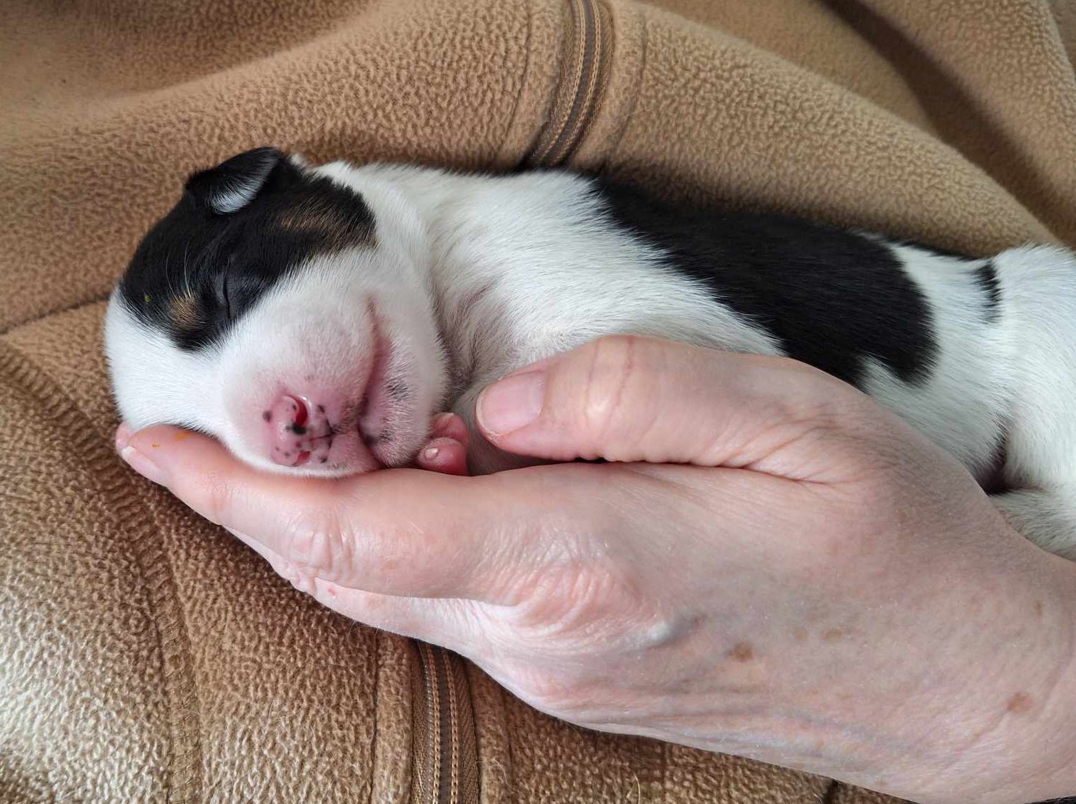 10-day-old future agility puppy being held while asleep