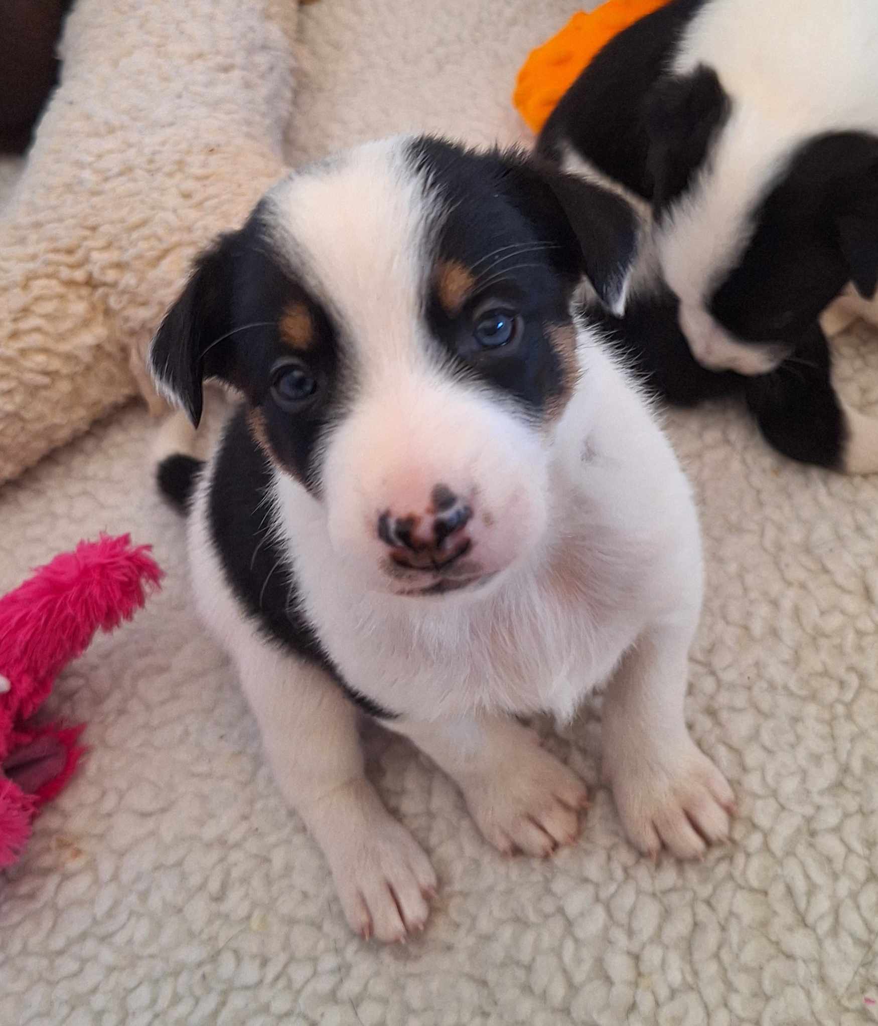 Australian Koolie puppy looking at the camera