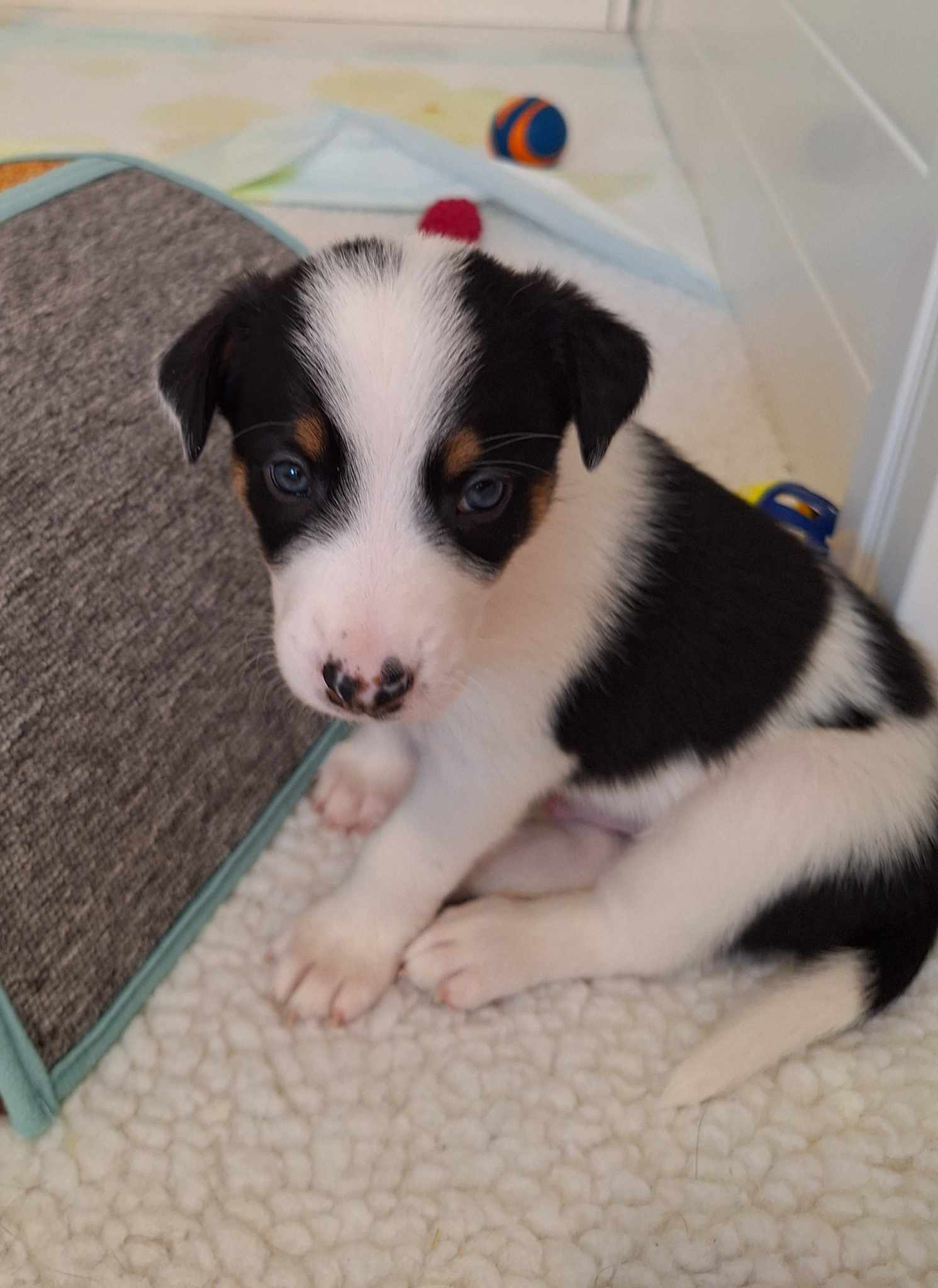 4 week old puppy looking at the camera