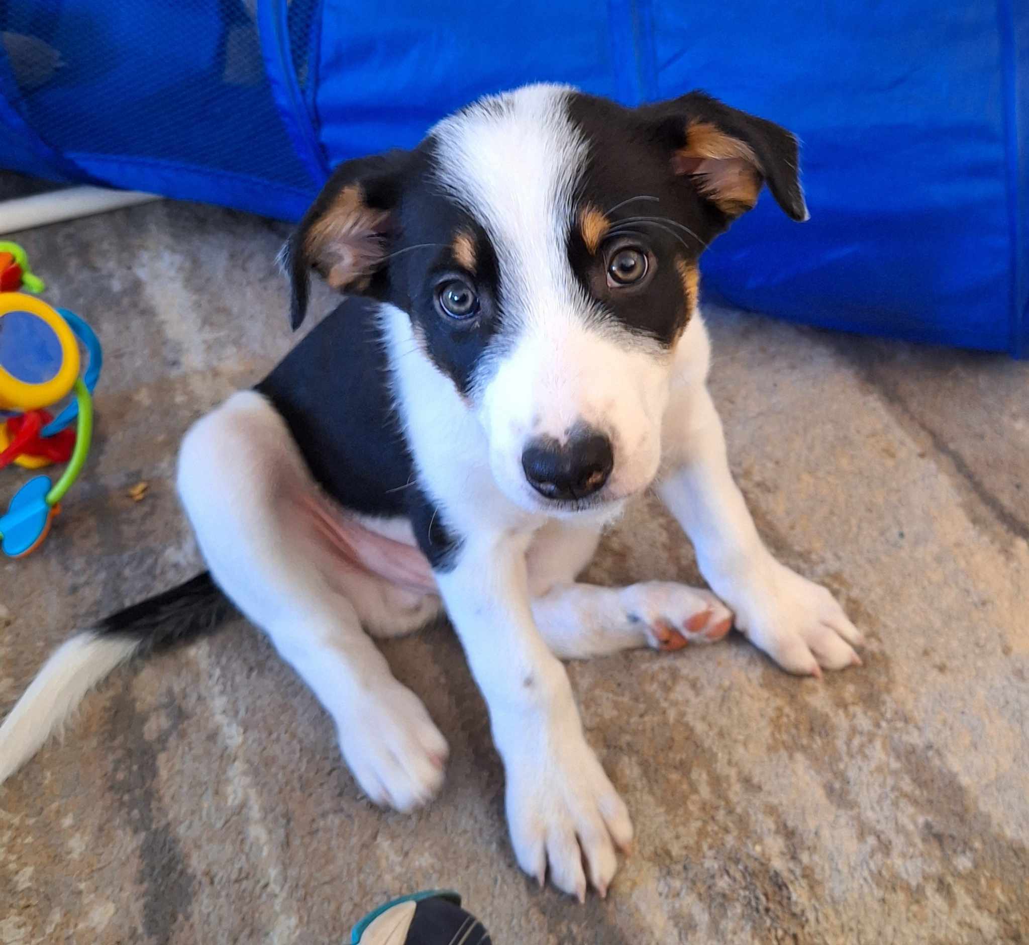 Eight week old Australian Koolie puppy sitting and looking at the camera