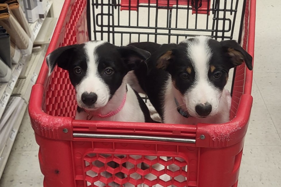 Two Australian Koolie puppies riding in a shopping cart