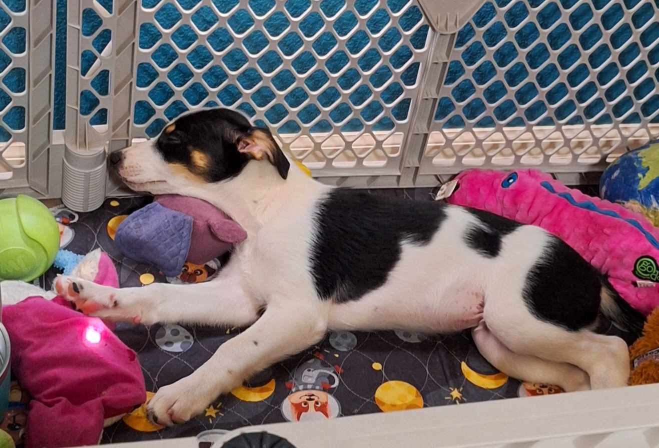 Australian Koolie puppy sleeping surrounded by toys