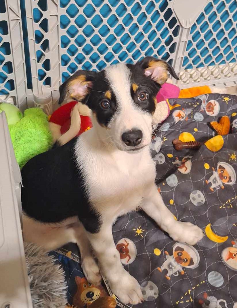 Australian Koolie puppy sitting and looking at the camera